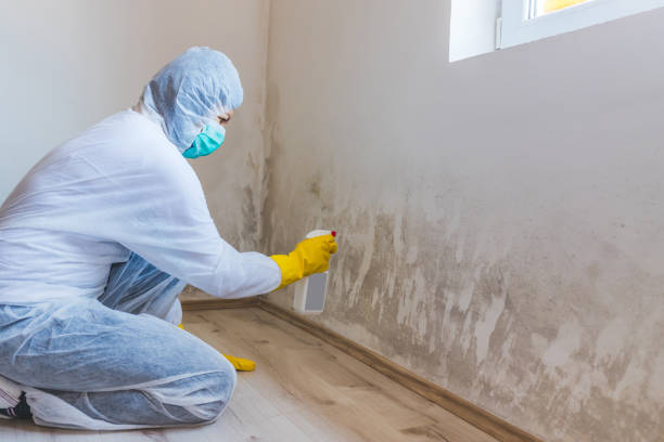Licensed Basement Mold Removal service in Port Monmouth, NJ - WQB Mold Removal
