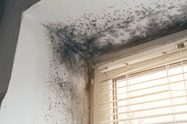 Affordable Basement Mold Removal solutions in Port Monmouth, NJ