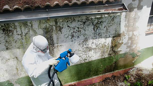 Top rated local Basement Mold Removal specialists in Port Monmouth, NJ
